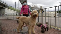 Seorang wanita sedang mengajak sejumlah anjing peliharaannya berjalan-jalan di kawasan Hong Kong, Kamis (5/3/2020).