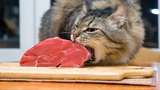 Gemas tapi Menyebalkan, 5 Aksi Kucing Obrak-Abrik Makanan