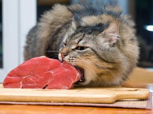 Gemas tapi Menyebalkan, 5 Aksi Kucing Obrak-Abrik Makanan