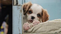 Seekor anjing di Hong Kong pernah dilaporkan terinfeksi virus Corona dan meninggal pada Maret 2020 lalu. Sebelumnya, anjing di Hong Kong ini sempat dinyatakan sembuh. AP Photo/Kin Cheung.
