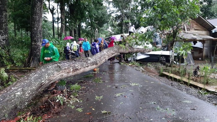 Pohon Tumbang di Pangandaran