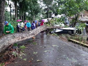 Pohon Tumbang Rusak Rumah dan Dua Mobil di Pangandaran