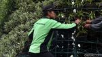 Aksi Petugas Menata Tanaman Hias di Kawasan Medan Merdeka