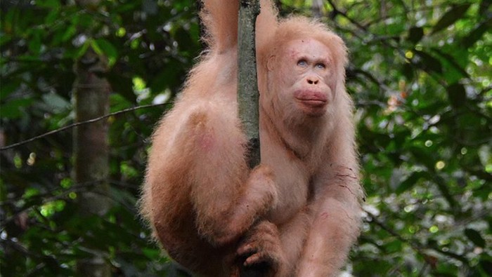 orangutan albino