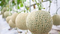 Melon Yubari King