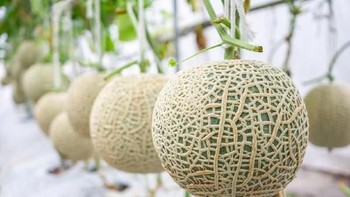 Jawaban kedua: melon. Foto: Istimewa