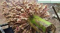 Mau bakar sate cepat dan sekaligus banyak? Cara ini mungkin bisa ditiru, Manfaatkan pelepah pisang ya. Foto: Istimewa