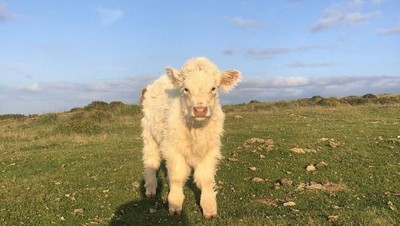 Lucu Banget! Akun Twitter Ini Unggah Foto Sapi Imut Setiap Harinya
