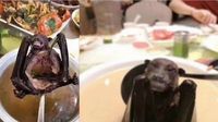 Terkait Virus Corona, Warga China Dilarang Makan Ular, Tikus dan Kura-kura