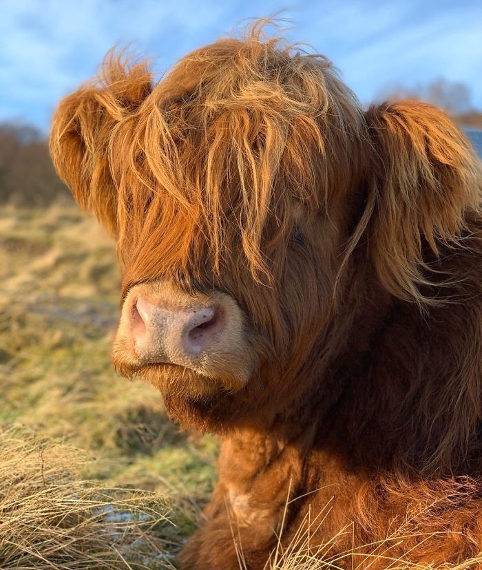 Sapi
