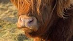 Lucu Banget! Akun Twitter Ini Unggah Foto Sapi Imut Setiap Harinya