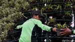 Aksi Petugas Menata Tanaman Hias di Kawasan Medan Merdeka