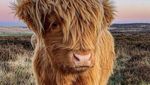 Lucu Banget! Akun Twitter Ini Unggah Foto Sapi Imut Setiap Harinya