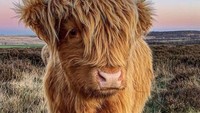 Imut dengan tampilan bulu-bulu cokelat, sapi jenis Highland Cattle asal Skotlandia ini menarik perhatian banyak orang. Foto: Twitter @Cowoftheday1