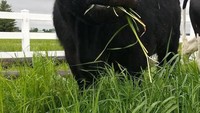 Akun Twitter ini berhasil mengumpulkan 99.300 followers di Twitter dan aktif mengunggah foto hingga video tentang sapi setiap harinya. Foto: Twitter @Cowoftheday1