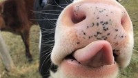 Lewat akun Twitter @Cowoftheday1, banyak foto-foto anak sapi dari berbagai peternakan di dunia yang mencuri perhatian netizen. Di sini sapi dilihat bukan sebagai sumber makanan melainkan sebagai hewan yang menggemaskan. Foto: Twitter @Cowoftheday1