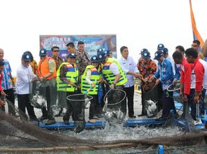 KKP Genjot Budi Daya Ikan Bawal Bintang untuk Ekspor