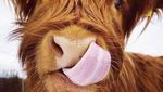 Lucu Banget! Akun Twitter Ini Unggah Foto Sapi Imut Setiap Harinya