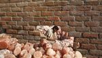 Ini Rumitnya Pembuatan Himalayan Pink Salt, Garam Cantik yang Mahal