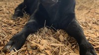 Warna hitam pekat dari sapi ini membuat warna kontras dari tumpukan kayu dan jerami yang ada di dalam kandangnya. Foto: Twitter @Cowoftheday1