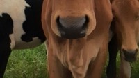  Terakhir netizen setuju bahwa sapi ini memiliki wajah yang cantik dengan permukaan kulit berwarna cokelat halus. Foto: Twitter @Cowoftheday1