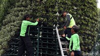 Guna memudahkan proses penataan tanaman hijau itu para petugas menggunakan tangga untuk meletakkan pot-pot berisi tanaman hias tersebut.