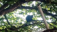 Kemudian Damkar Depok juga pernah menerima keluhan warga terkait monyet liar. Pihak Damkar pun saat itu langsung melakukan evakuasi terhadap sejumlah monyet liar yang masuk ke rumah warga (Foto: Monyet liar serang perumahan di Depok (dok.DPKP Kota Depok))