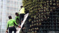 Tiga orang petugas dari Dinas Kehutanan Provinsi DKI Jakarta tampak sedang menata tanaman hias di kawasan Medan Merdeka, Jakarta.