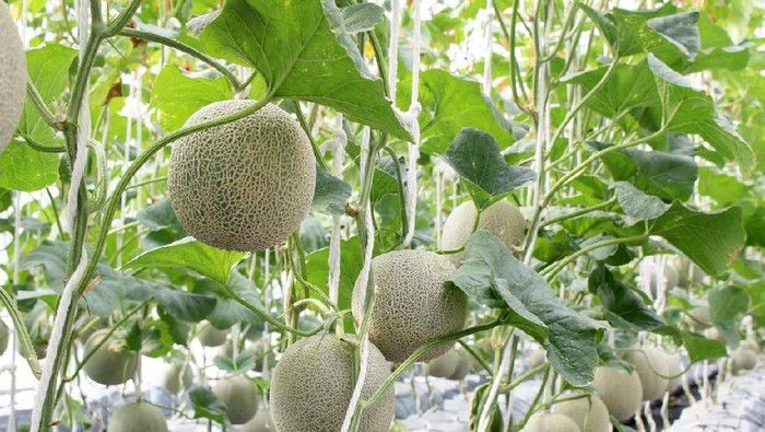 Melon Yubari King