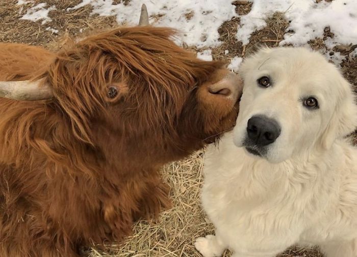 Lucu Banget! Akun Twitter Ini Unggah Foto Sapi Imut Setiap Harinya - Foto 4