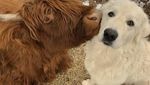 Lucu Banget! Akun Twitter Ini Unggah Foto Sapi Imut Setiap Harinya