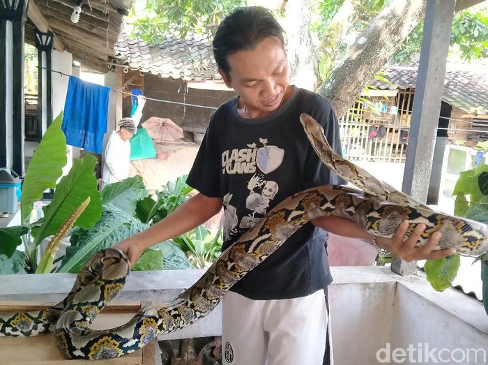 Bikin Geli Keluarga Di Klaten Ini Hidup Bersama 3 Ular Piton Halaman 2