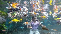 Pengunjung di Tirtosari bulan Maret lalu. Untuk menikmati liburan di wisata Tirtosari ini, traveler cukup menyiapkan uang tiket masuk sebesar Rp 5 ribu, serta Rp 5 ribu untuk swafoto under water bersama ikan. (Nur Hadi Wicaksono/detikcom)