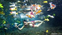 Ya, air di sini bening sekali. Traveler bisa berfoto underwater dengan ikan-ikan. Hasilnya pasti keren seperti ini! (Nur Hadi Wicaksono/detikcom)