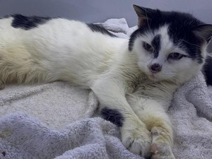 Hilang 11 Tahun, Kucing Bernama Missy Akhirnya Bertemu Pemiliknya