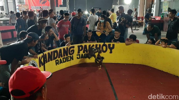 Adu ayam jago biasanya identik dengan perjudian. Namun di Kendari, Sulawesi Tenggara (Sultra), digelar kontes adu ayam yang diamankan oleh polisi.