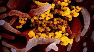 5 Fakta Soal Virus yang Kamu Mesti Tahu