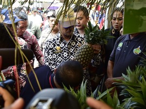 Mentan Kaji Peluang Gantikan China Jadi Pemasok Utama Nanas ke Eropa
