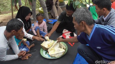 Nyam Nyam... Enak Banget Makan Durian Langsung di Kebunnya
