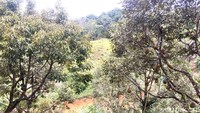 Sejauh mata memandang, Kebun Raya Bulo dipenuhi hamparan pohon durian. Luasnya kurang lebih sekitar 100 hektar (Abdy Febriady/detikcom)