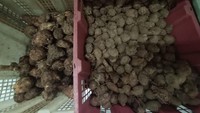 Kenaikan harga ini sudah terjadi sejak empat hari yang lalu. Jahe merah banyak diburu masyarakat sebab dinilai berkhasiat meningkatkan kekebalan tubuh dan menangkal corona. Foto: Anisa Indraini