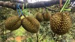 Nyam Nyam... Enak Banget Makan Durian Langsung di Kebunnya