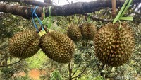 Ada berbagai macam durian yang dikembangkan di Kebun Raya Bulo. Mulai dari durian lokal hingga durian bangkok dari Thailand. (Abdy Febriady/detikcom)