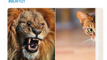 Mourinho garang ketika jadi pengamat sepakbola dan sekarang melempem sebagai pelatih Spurs. Foto: istimewa