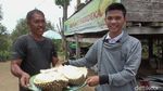 Nyam Nyam... Enak Banget Makan Durian Langsung di Kebunnya