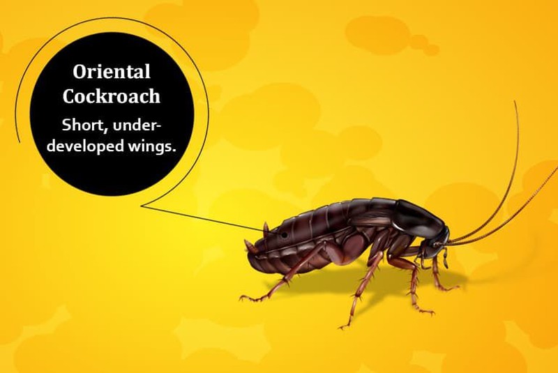 Tenang, foto yang ditampilkan bukan kecoak asli kok hanya ilustrasi. Ini dia deretan kecoak yang bisa terbang dan yang tidak.