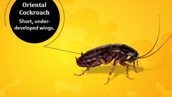 Oriental cockroach adalah jenis kecoa yang tidak bisa terbang. Badannya kecil dan mengkilap. Foto: cockroachfacts.com