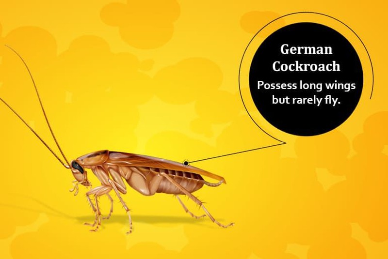 Tenang, foto yang ditampilkan bukan kecoak asli kok hanya ilustrasi. Ini dia deretan kecoak yang bisa terbang dan yang tidak.