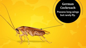 Nah, German cockroach adalah salah satu kecoak yang paling umum berada di dalam rumah. Cuma, dia jarang terbang serta lebih suka merayap. Foto: cockroachfacts.com