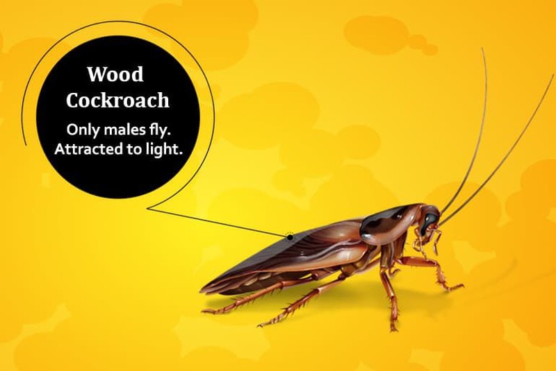 Tenang, foto yang ditampilkan bukan kecoak asli kok hanya ilustrasi. Ini dia deretan kecoak yang bisa terbang dan yang tidak.